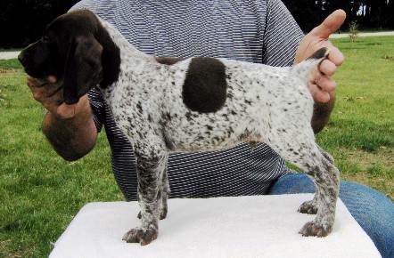 German Shorthair Pointer, German Shorthair Pointer Puppies, Ch VJK Berihill Bolero