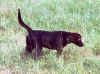 labrador retriever, field dog, hunting dog, bird dog