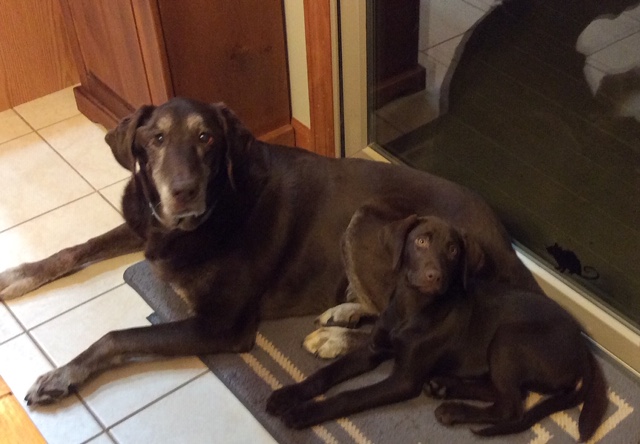 Pointing Labs   12 Year age difference