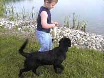 Labrador Retriever, Black Labrador Puppies, Dog Training, Dog Breeding, bird dog training, field dog, hunting dogs, hunting dog training