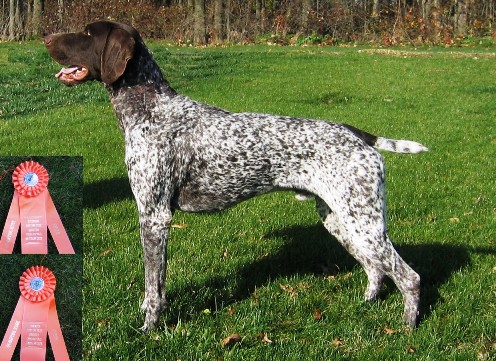 German Shorthair Pointer, Dog Training, Dog Breeding, bird dogs, field dog, hunting dogs,Liver & Ticked, Black & Ticked, Hege-Haus