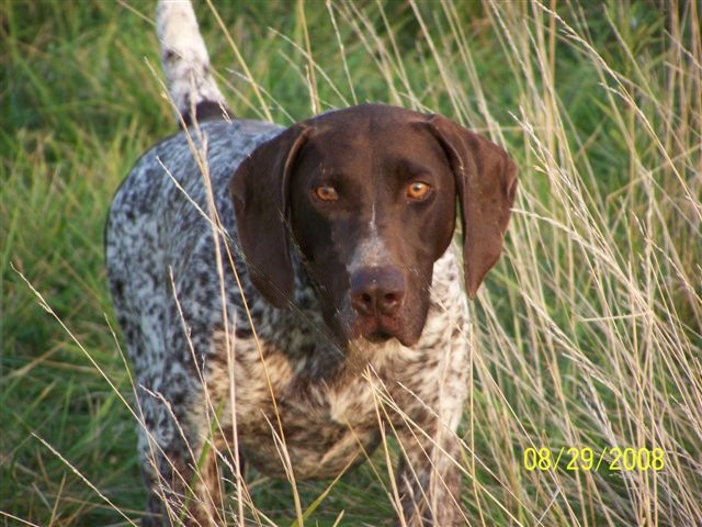 German Shorthair Pointer, Dog Training, Dog Breeding, bird dogs, field dog, hunting dogs,Liver & Ticked, Black & Ticked, Hege-Haus