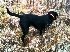 Pointing Labrador Retriever, field dog, hunting dog, bird dog